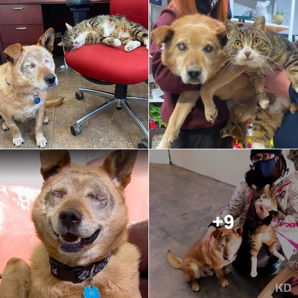 “Unlikely Duo of Blind Dog and Furry Feline Discover Joyful, Forever Home”