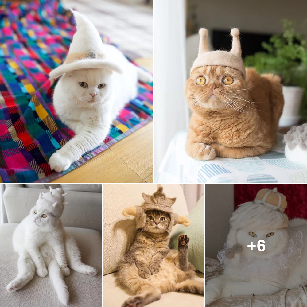 “Catty Couture: The Stylish Cats Flaunting Hats Crafted from their Own Shedding Fur”